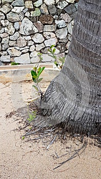 Sprout of palm tree with small palm root on sand