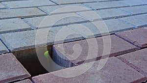 sprout in paving stones, leaf growing from a paved road