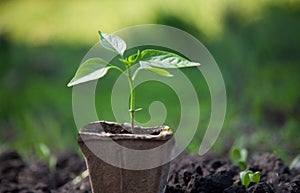 sprout in peat pot outdoors