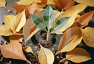 Sprout of a plant grows on fall leaves