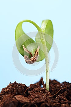 Sprout of a plant seedling