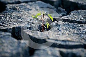 Sprout plants growing on very dry cracked earth