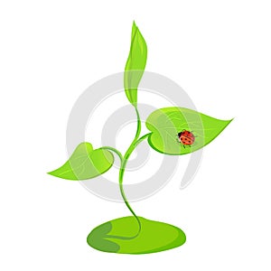 Sprout plants with ladybird isolated