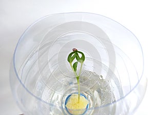 Sprout in reused water bottle