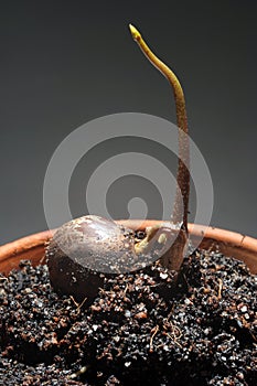 Sprout of rubber seed