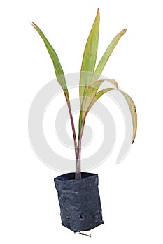 Sprout Sealing wax, lipstick palm or Maharajah Palm in black plastic nursery bag isolated on white background.