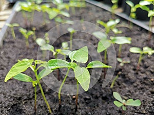 Sprout seedling Growingâ€‹ plantâ€‹ soilâ€‹