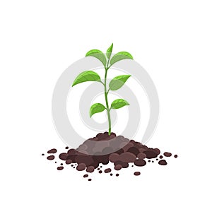 Sprout seedling shoot germination in the pile dirt soil. Young tree growing in the ground. Agricultural plant spring