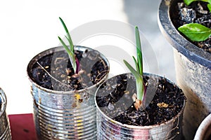 Sprout of single onion in iron pot. The onion helps to sweat and nourish the heart if eaten