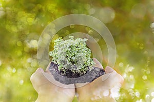 Sprout or small plant on hand with bokeh green tree bokeh background, environment tree and forest save,afforest