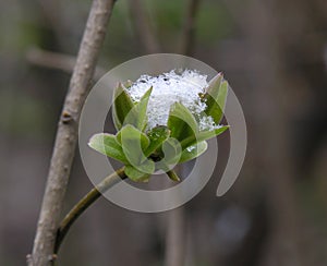 Sprout snow