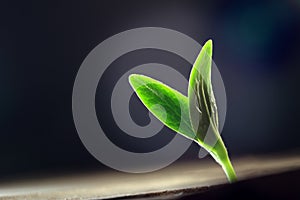 Sprout sprouting across wooden floor