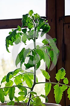 Sprout of tomato. Green young tomato. Seedling of tomatoes. Gardening