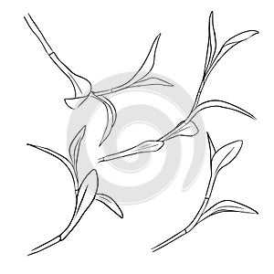 Sprout of tradescantia reo. A set of contour vector drawings. Doodle style photo