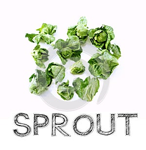 Sprout vegetable