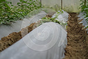 Sprout of vegetable prepare on mulching film wating for grow in greenhouse