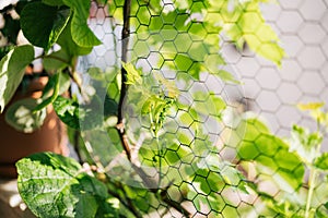 A sprout of a vine on the background of large leaves and a netting netting