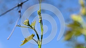 sprout of vine for the birth of grapes