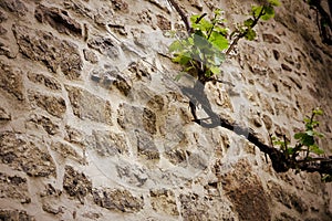 Sprout of a vine on an old wall made of rough hewn field stones on a medieval building