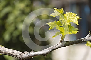 Sprout of Vitis vinifera, grape vine