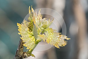 Sprout of Vitis vinifera, grape vine