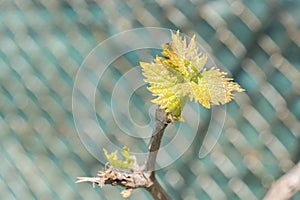 Sprout of Vitis vinifera, grape vine