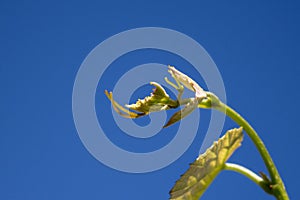 Sprout of Vitis vinifera, grape vine