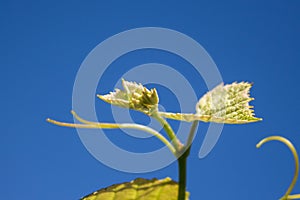 Sprout of Vitis vinifera, grape vine