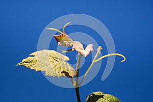 Sprout of Vitis vinifera, grape vine