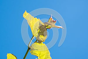 Sprout of Vitis vinifera, grape vine, Georgia