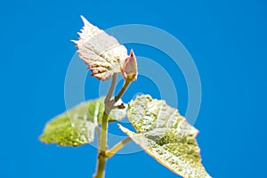 Sprout of Vitis vinifera, grape vine, Georgia