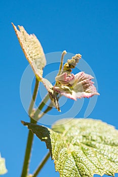 Sprout of Vitis vinifera, grape vine, Georgia