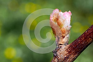 Sprout of Vitis vinifera, grape vine. New leaves sprouting at the beginning of spring