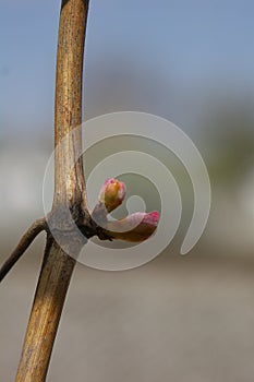 Sprout of Vitis vinifera, grape vine. New leaves sprouting at the beginning of spring