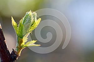 Sprout of Vitis vinifera, grape vine. New leaves sprouting at the beginning of spring