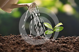 Sprout watered from a watering can on nature