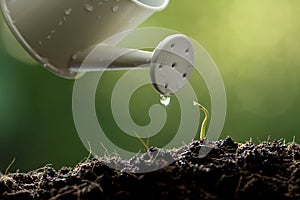 Sprout watered from a watering can on nature background photo