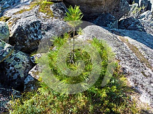 A sprout of a young cedar. Close-up