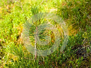 A sprout of a young cedar. Close-up