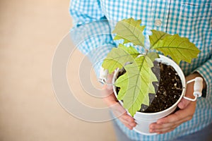 Sprout a young oak tree in a child hands. The concept - the life beginning, care, successful future growth.