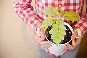 Sprout a young oak tree in a child hands. The concept - the life beginning, care, successful future growth.