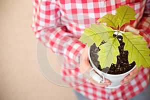 Sprout a young oak tree in a child hands. The concept - the life beginning, care, successful future growth