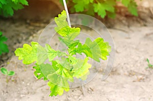 Sprout of young oak. young forest. damaged plant by insects. green leaves. Tree oak planted in the soil substrate.