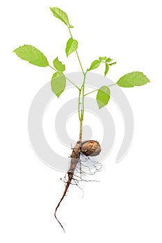Sprout of young walnutt isolate on white