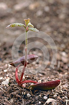 Sprouted acorn, common oak