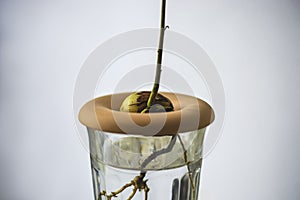Sprouted avocado seed with a roots in a glass of water