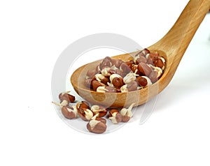 Sprouted azuki beans in a wooden spoon isolated