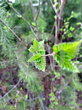 Sprouted birch leaves