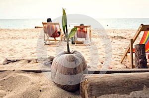 Sprouted coconut on the beach. Tropical beach with relaxing tourists near the sea. Happy vacation concept