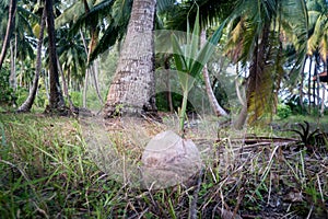 sprouted coconut in a palm grove